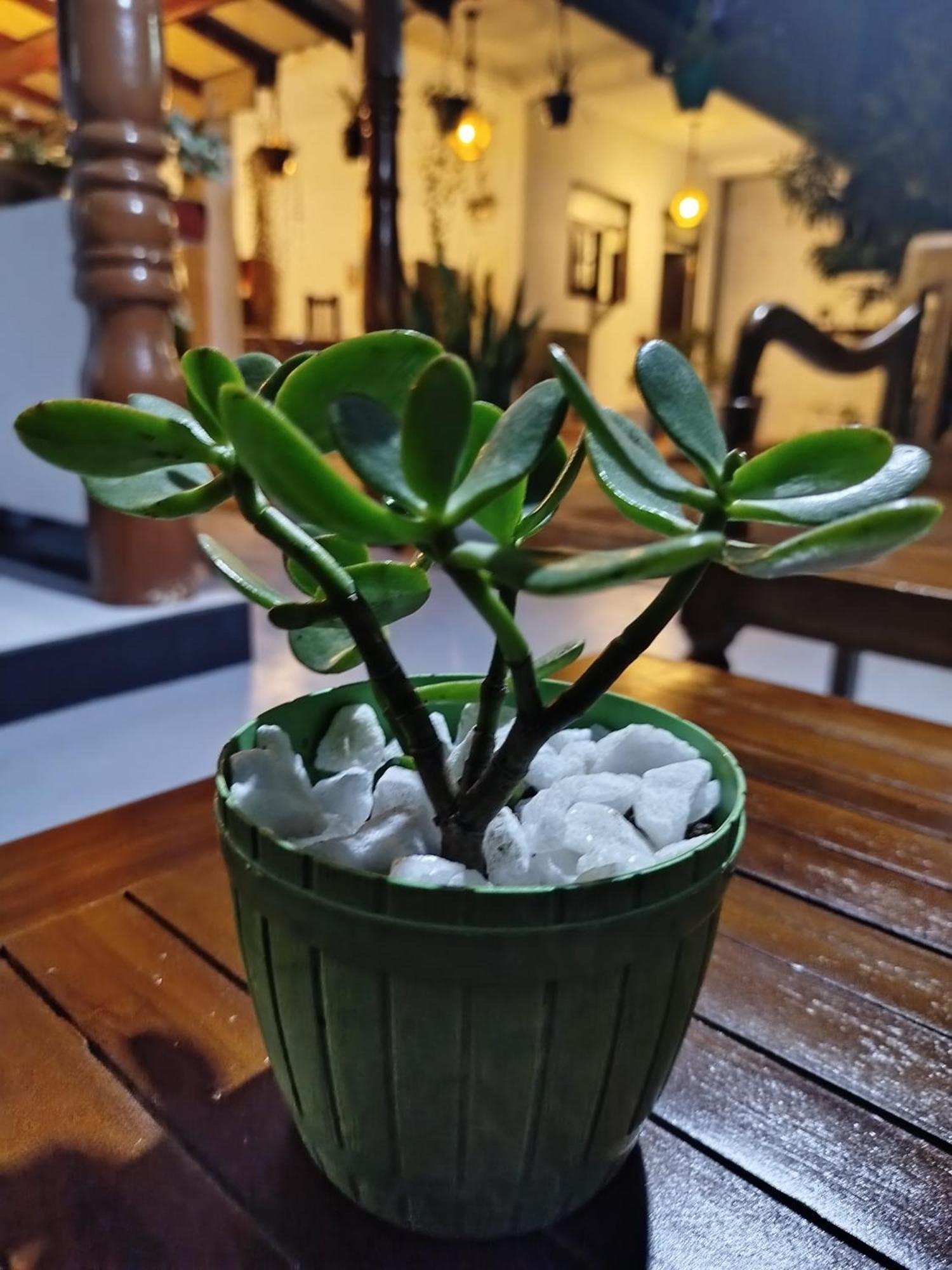 Little Villa Guest House Ahangama Ngoại thất bức ảnh